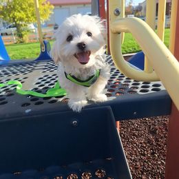 Maltese Puppies from Puppy Promise