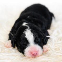 Boy 2 - male Bernedoodle puppy in Travelers Rest, South Carolina from Bernedoodle.do