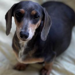 Oakley - Dachshund