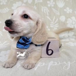 Milo AKC Long Hair - Cream male Dachshund puppy in South Easton, Massachusetts from Depot Dachsies