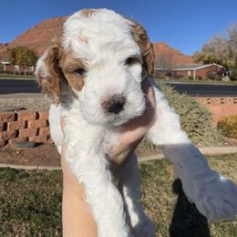 Boy 1 - Blenheim male Cavapoo puppy in Ivins, Utah from Taylia's Cavapoos