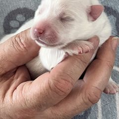 Japanese Spitz Puppies from Mika Japanese Spitz