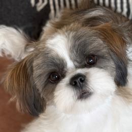 Shih Tzus from Canyonside Shih Tzus
