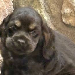 Cocker Spaniel puppies from Barbara Richards' Cocker Kennel, Pensacola, FL