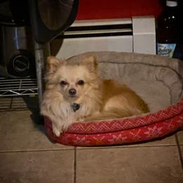 Rex - Chihuahua