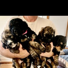 "First Litter November 2021" Bernedoodle Puppies from So In Doodles