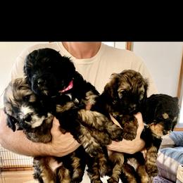 "First Litter November 2021" Bernedoodle Puppies from So In Doodles