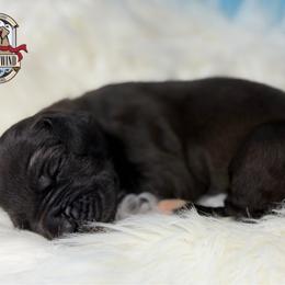 Bunty - Black female Great Dane puppy in White City, Kansas from Southwind Great Danes