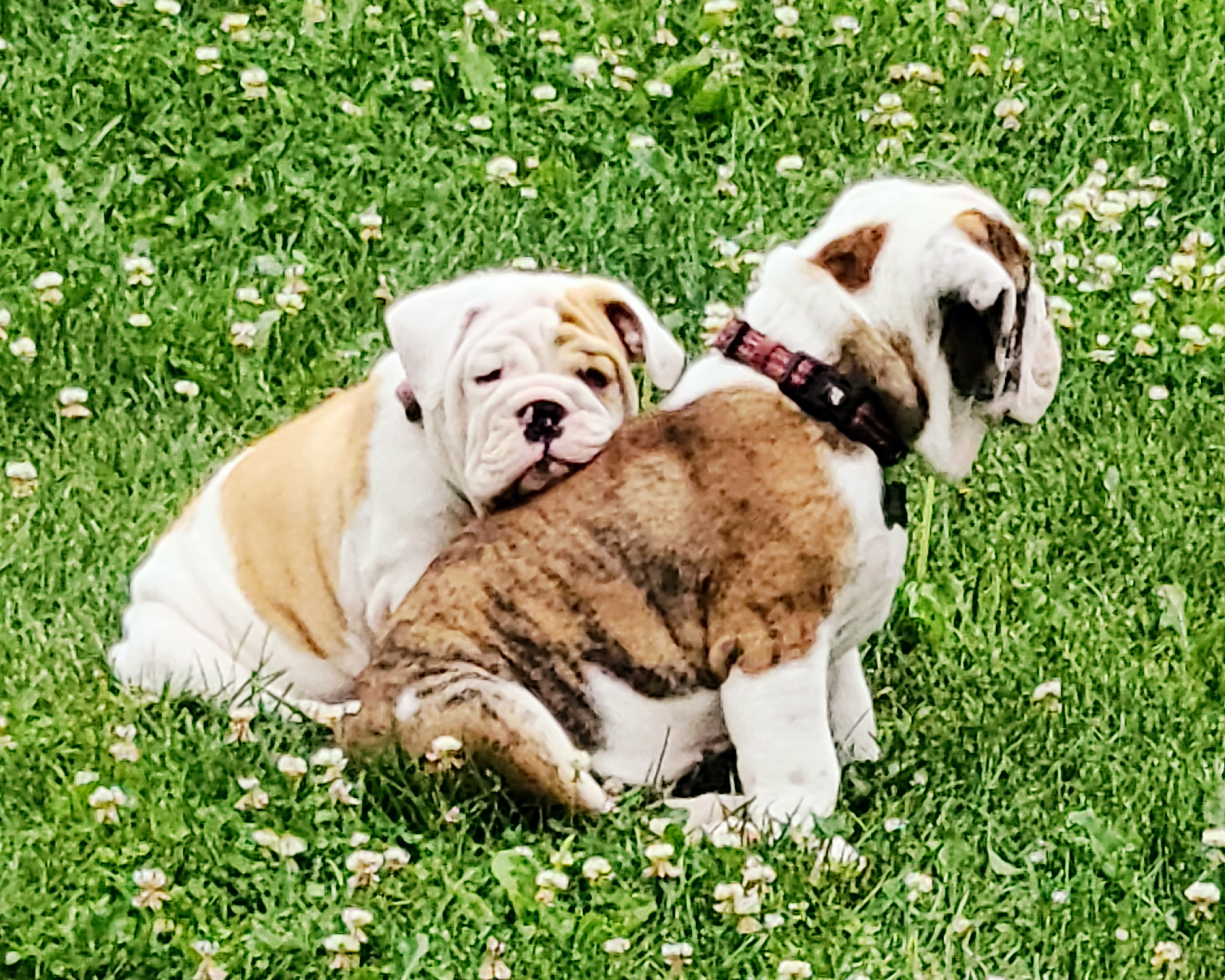 Bulldog Puppies from Pappy's Bullies