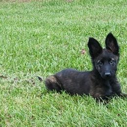 Belgian Malinois and Dutch Shepherds from Torgun Police Dogs