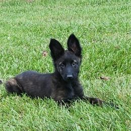 Belgian Malinois and Dutch Shepherds from Torgun Police Dogs