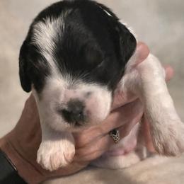 Patch - Tri-color male Bernedoodle puppy in Mint Hill, North Carolina from Ball-Y-Hoo Bernedoodles