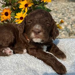 Orange - Chocolate male Goldendoodle puppy in Hesperia, Michigan from Red Acres Poodles & Doodles