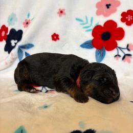 Cola - Black and red male German Shepherd puppy in Coplay, Pennsylvania from By My Side Germans Shepherds & Dobermans
