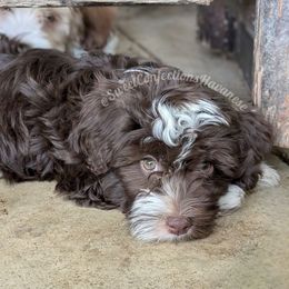 Brie - Chocolate female Havanese puppy in Marysville, Ohio from Sweet Confections Havanese