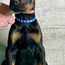 Doberman Pinscher Puppies from JM Dobermans