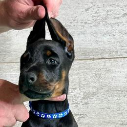 Doberman Pinscher Puppies from JM Dobermans