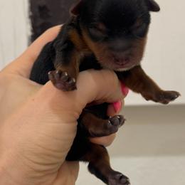 Teddy - Black and tan male Yorkshire Terrier puppy in West Fargo, North Dakota from A Yorkie Tale
