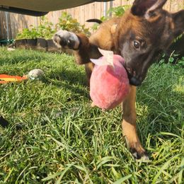 Belgian Malinois and Labrador Retriever Puppies from Wings of Freedom Retrievers and Malinois