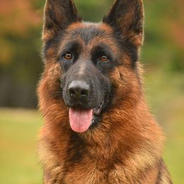 Vienna - German Shepherd