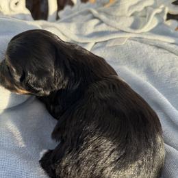 Maltipoo Puppies from Sophies Babies