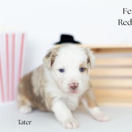 Tater - Red merle female Miniature Australian Shepherd puppy in Wooster, Ohio from Kari's Mini Aussies
