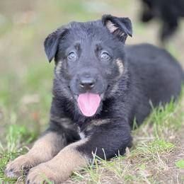 Bicolor male - Bi-color male German Shepherd puppy in Dresser, Wisconsin from Kleiner Bach German Shepherds