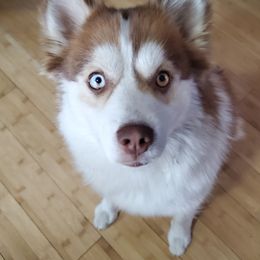 Winter  - Pomsky
