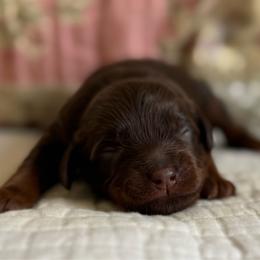 Malibu - Red female Cavapoo puppy in Beckley, West Virginia from By Design Doodles
