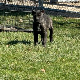 Fiona - Black brindle Cane Corso puppy in Bucyrus, Ohio from Woodleyswarriors