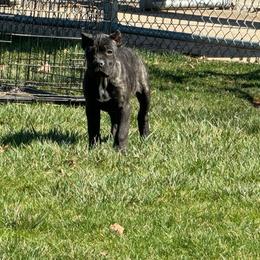 Fiona - Black brindle Cane Corso puppy in Bucyrus, Ohio from Woodleyswarriors