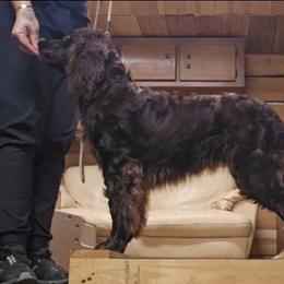 Bonne - Boykin Spaniel