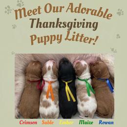 Cavapoo puppies from Shoemaker Farm & Cavapoo Kennel