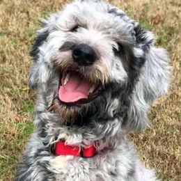 Willow - Aussiedoodle