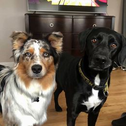 Australian Shepherds from North of Center’s Australian Shepherds