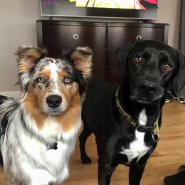 Australian Shepherds from North of Center’s Australian Shepherds