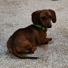 Purl - Dachshund