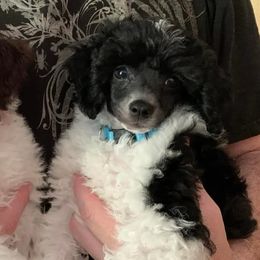 Bichon Frises, Poodles, and Shichons from Susi’s Precious Pooches of Citra
