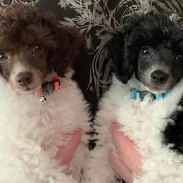 Bichon Frises, Poodles, and Shichons from Susi’s Precious Pooches of Citra