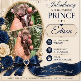 Edison - Chocolate and tan male Yorkshire Terrier puppy in Patterson, California from Luxe Yorkies of Central Valley