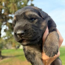 Girl 1 - Black and red female German Shepherd puppy in Valley Springs, South Dakota from Von Pasch German Shepherds