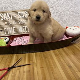 Golden Retriever Puppies from Golden Wise