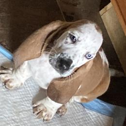 Girl 1 - Brown black and white Basset Hound puppy in Madisonville, Tennessee from Cash’s Bassets
