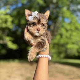 Yorkshire Terrier Puppies from Kruz Kennels