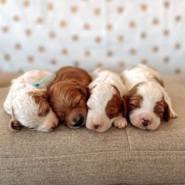Cavapoo puppies from The Fairy Paw Mother