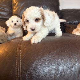 George - Red and white male Cockapoo puppy in Birdsboro, Pennsylvania from Cooper Family Cockapoos