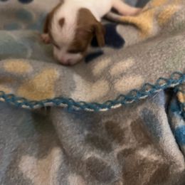 Doris - Piebald female Dachshund puppy in Conroe, Texas from R&M Dachshunds