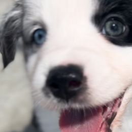 Blue collar - Blue merle Miniature Australian Shepherd puppy in Visalia, California from Furrever.Mini.Aussies.llc