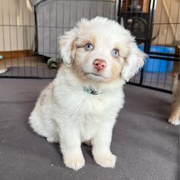 Ollie - Red merle male Miniature Australian Shepherd puppy in Westminster, New Hampshire from Smokin Gun Aussies