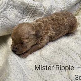 Poodle Puppies from Tiny Toy Poodles